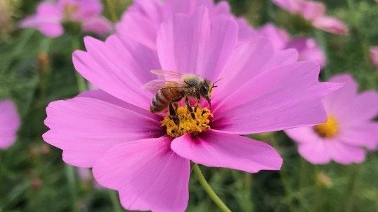 活化农地生态 – 保育梅窝传粉昆虫与生态系统服务