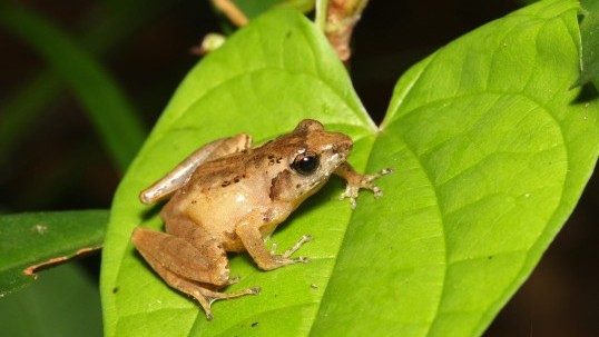 保育盧氏小樹蛙：調查大嶼山種群現況及研究外來種和滅蚊劑的影響