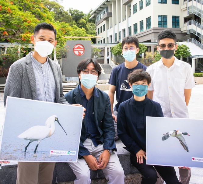 嶺大及香港觀鳥會研究揭示保育后海灣濕地 對保護數量減少的水鳥物種非常重要