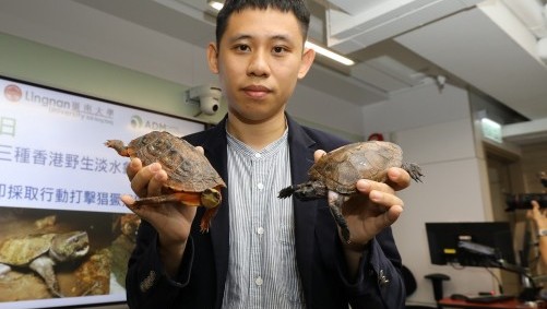 LU study: three species of HK wild freshwater turtle are disappearing Scholars and conservationists urge urgent action against poaching