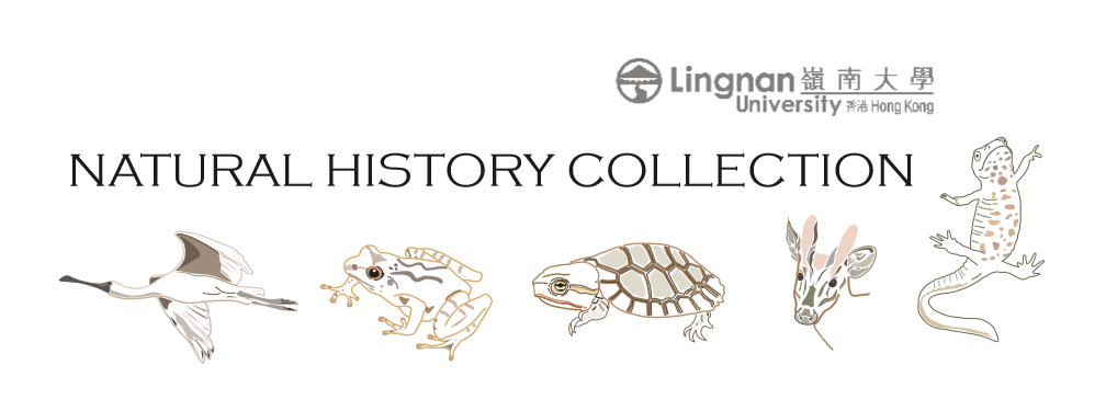 Lingnan collection logo